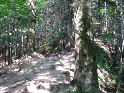 Forest Path