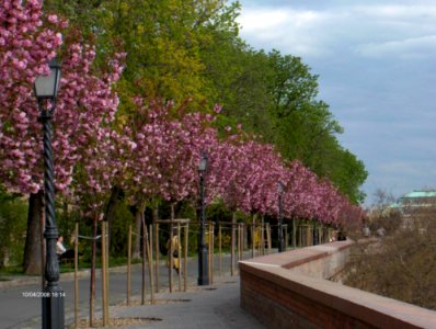 Blossoming Trees Lining Road In City