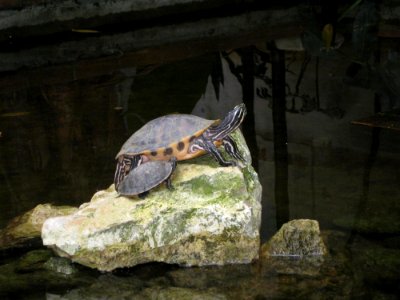 Turtles On Rock