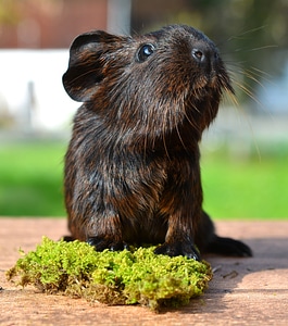 Nager rodent animal