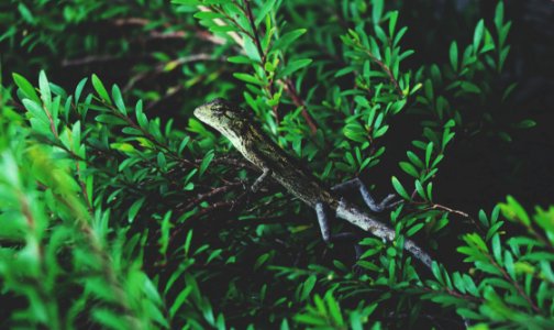 Lizard On Green Plant