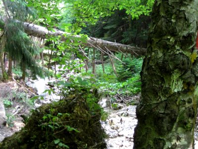 Creek In Forest