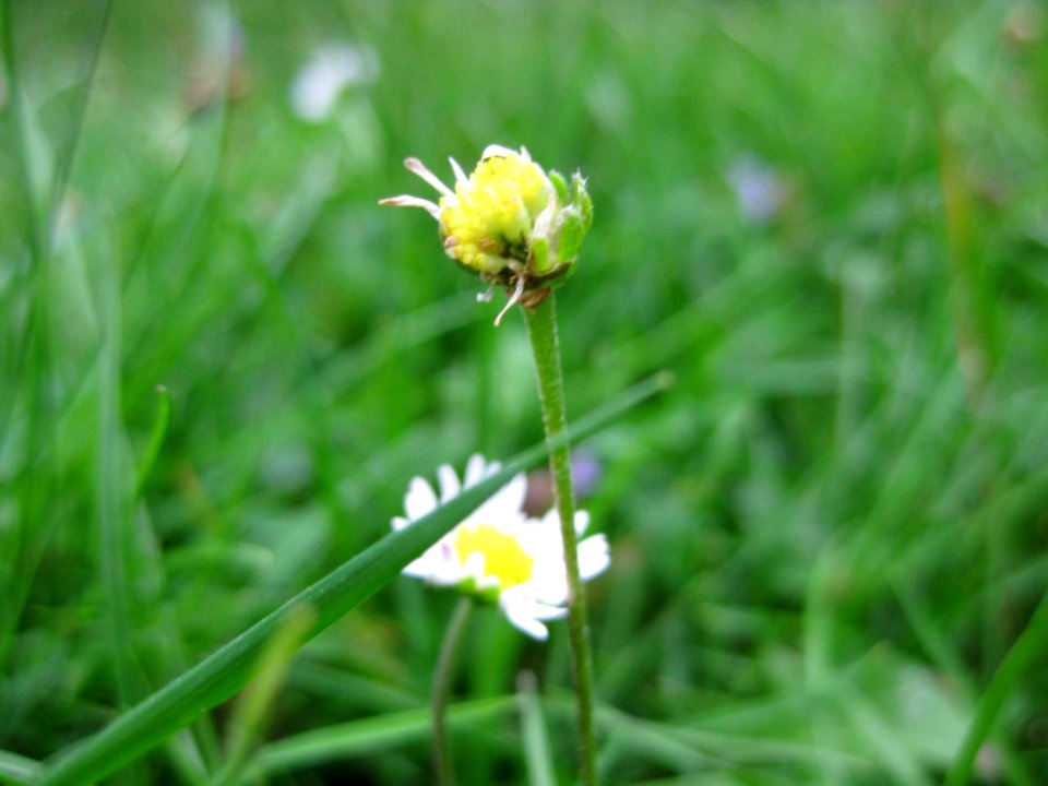 Daisy Flower