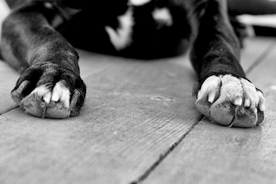 2013365168 All Paws