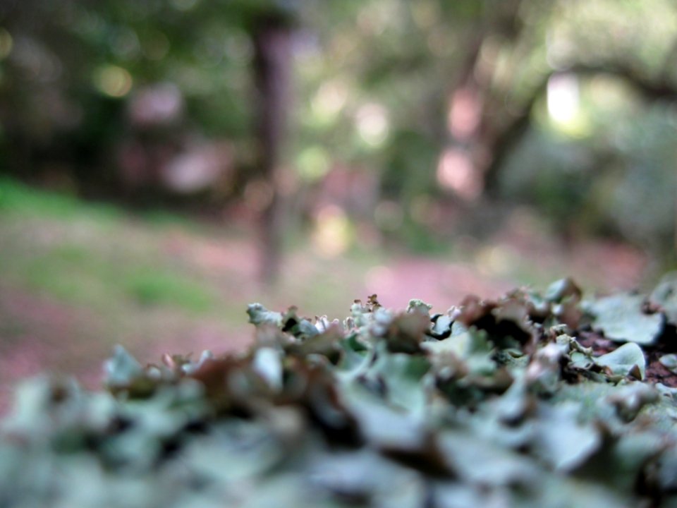 Textured Green Leaves