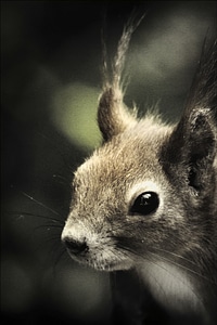 Animals outdoors head