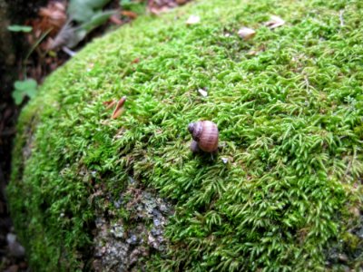 Snail On A Moss Covered Stone photo