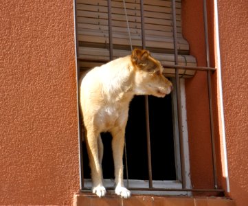 How Much Is That Doggy In The Window