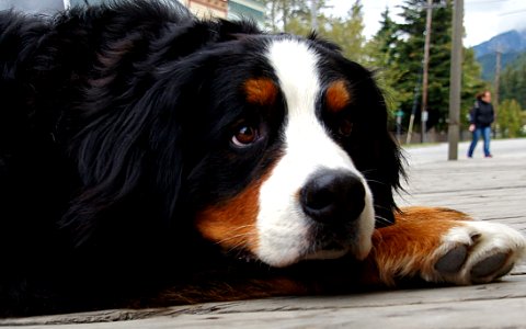 Big Dog Skagway Alaska photo