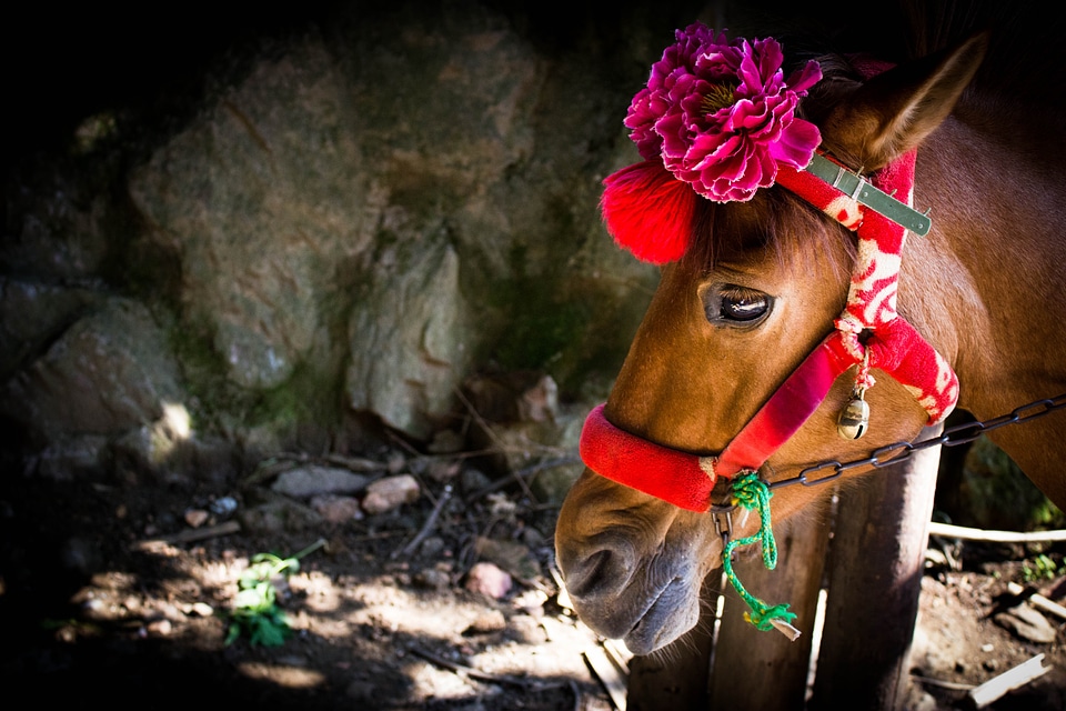 Red flowers eye likes