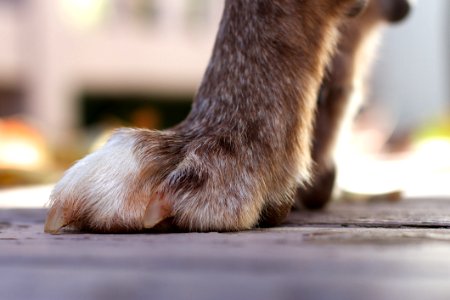 Paws Eye View