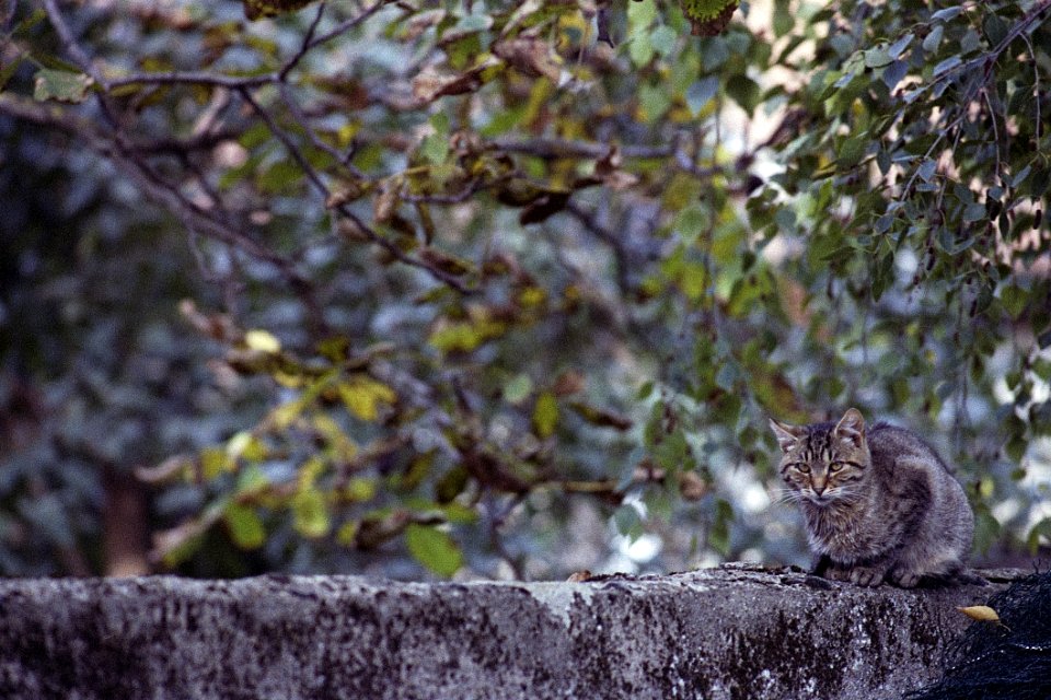 Little Ball Of Suspicion