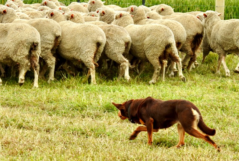 Australian Kelpie At Work