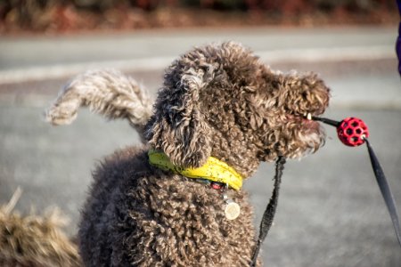 Chien 267