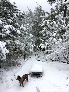 Snow Dog photo