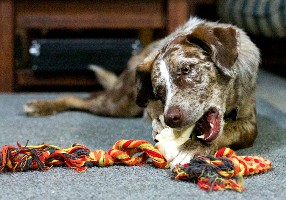A Big Fan Of Rawhide