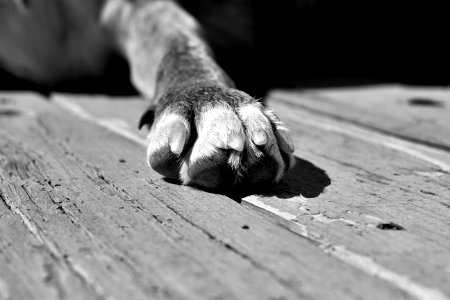 Im Putting My Paw Down On This Idea