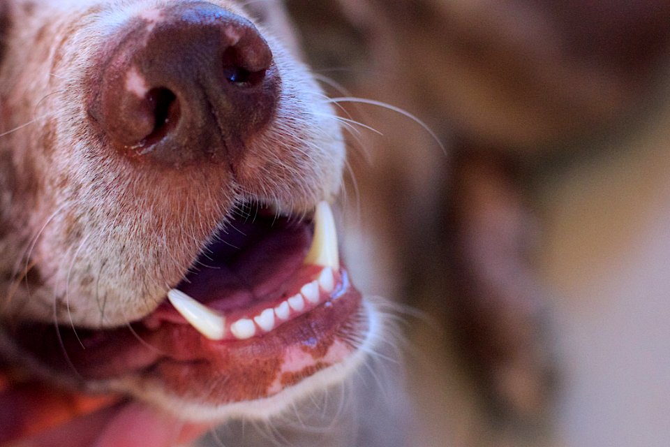 Canine Smile  Smiling Canines