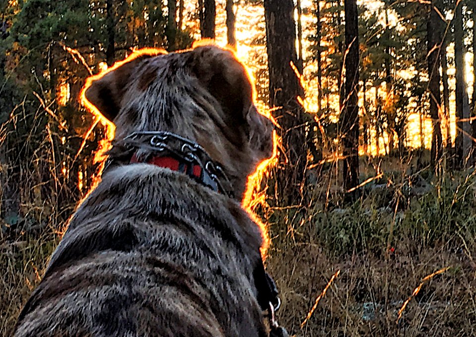 2016366289 A Radiant Dog