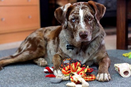 I Need More Toys STAT
