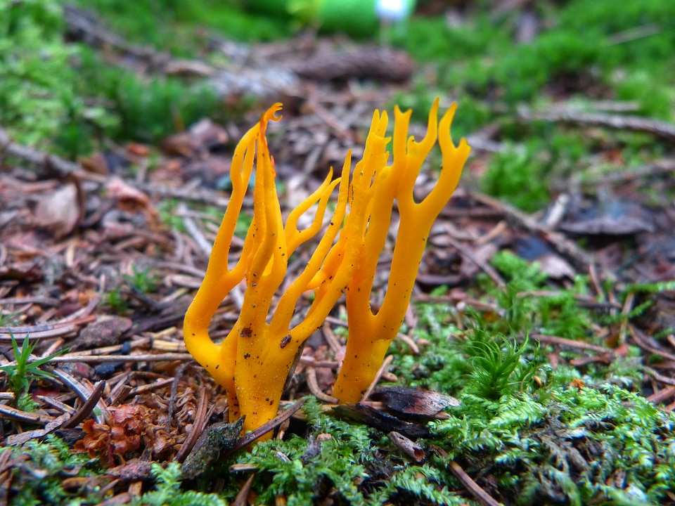 Keulenpilz forest floor yellow
