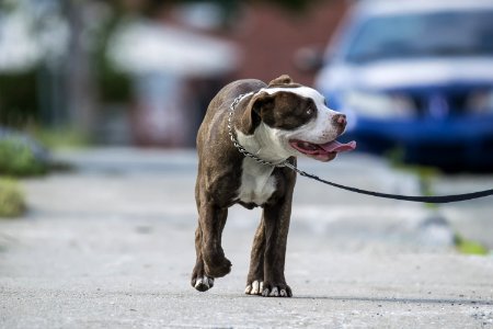 Chien 240