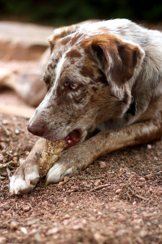 Happiness Is A Chewed Bone