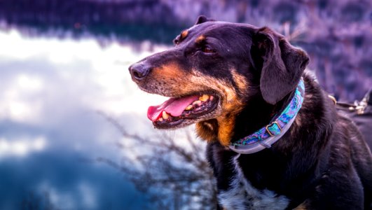 Mixed Breed Dog Zakrzowek Poland