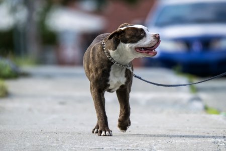 Chien 241