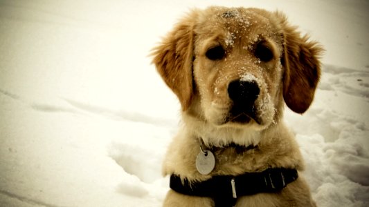 Cute Golden Retriever Puppy