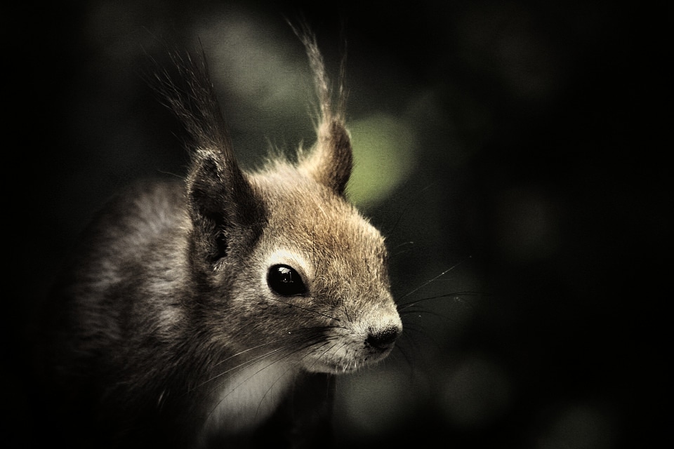 Animals outdoors head