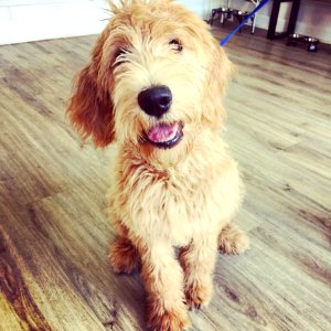 Cute Puppies  January 10 2016 At 1230PM