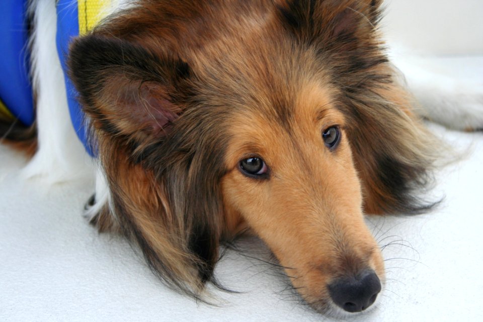 Bailey