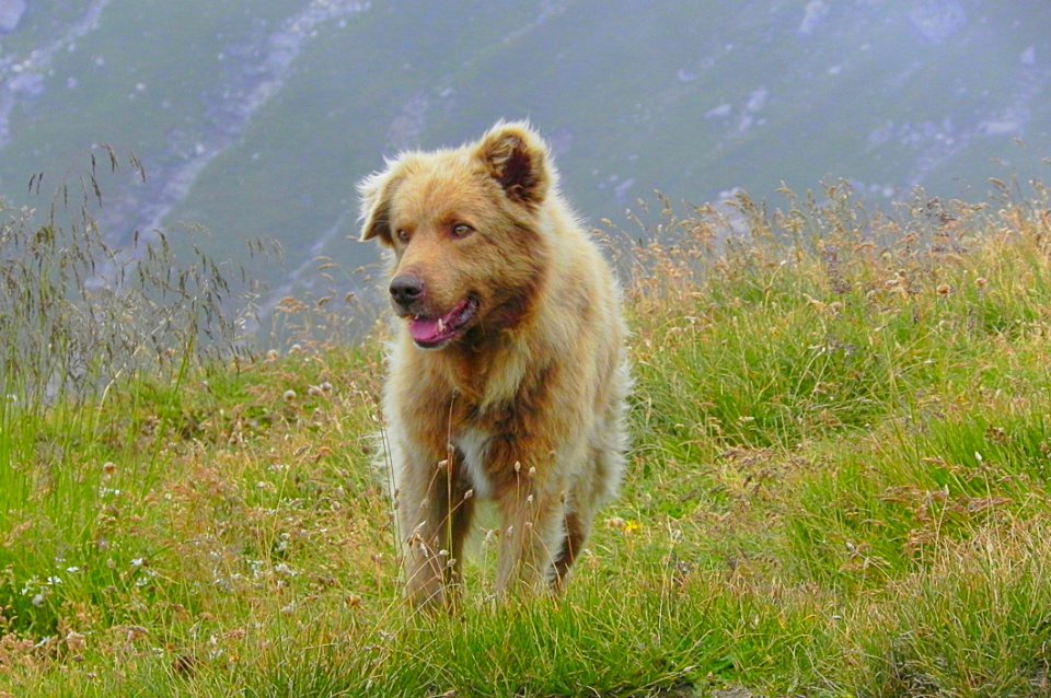 Mountain Dog