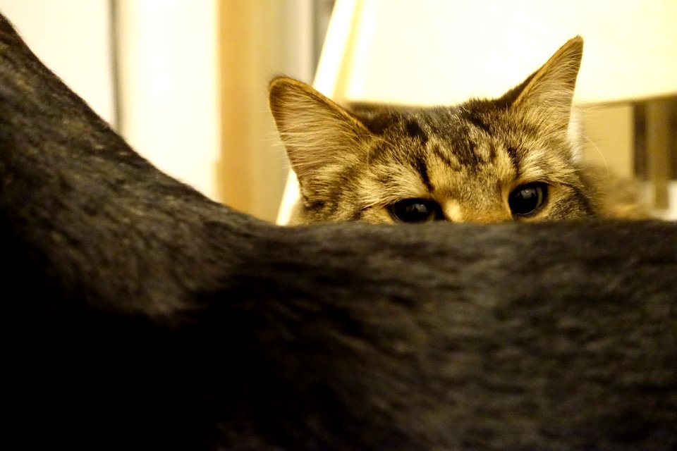 Cat Felidae Carnivore Small To Medium-sized Cats