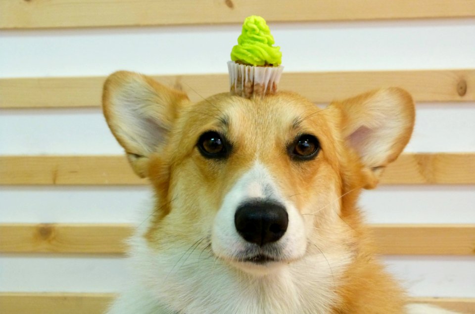 Sun At The Doggie Bakery