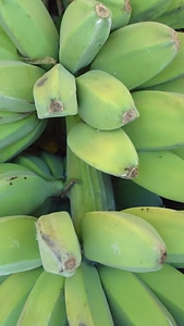 Growing tropical fruit