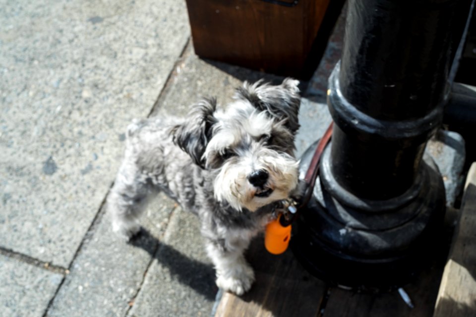 Box Of Fluffies-vancouver-gastown-xe2-zeiss35-2-20150826-DSCF6935