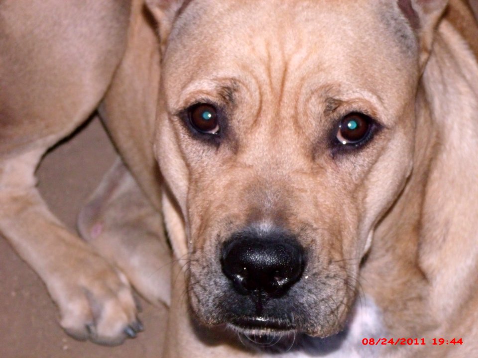Dog Dog Breed Carnivore Whiskers