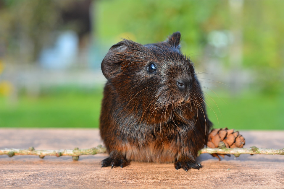 Rodent animal cute