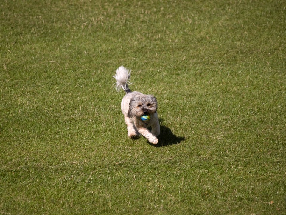 Dogs - 032 - 08242006