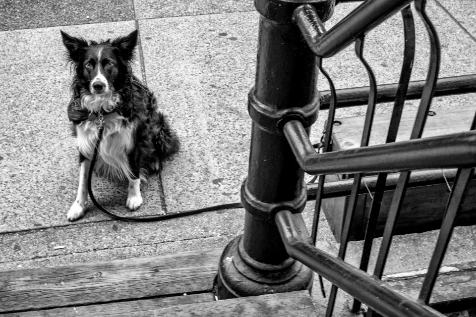 139 Dog Of Revolver-vancouver-gastown-xe2-zeiss35-2-20150810-DSCF6720-Edit