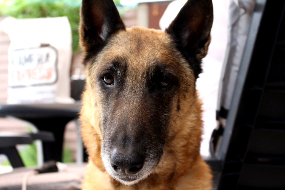Dog Looking Into Camera