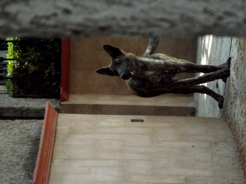 Carnivore Felidae Dog Breed Window
