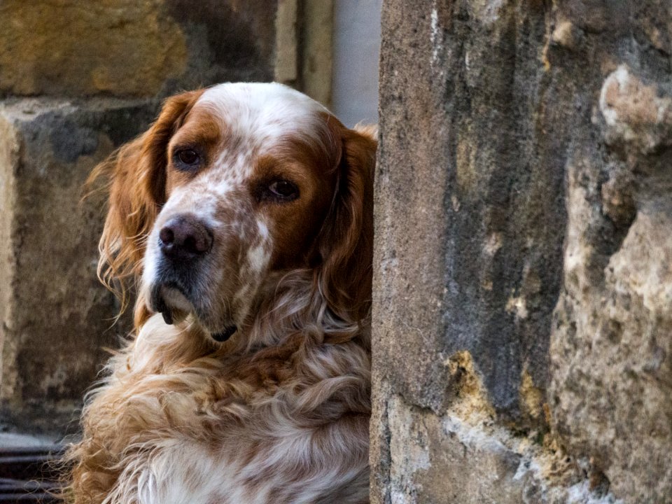 Cutest Dog In St Cyprien-dordogne-em10-70-300mm-20150721-P7210001