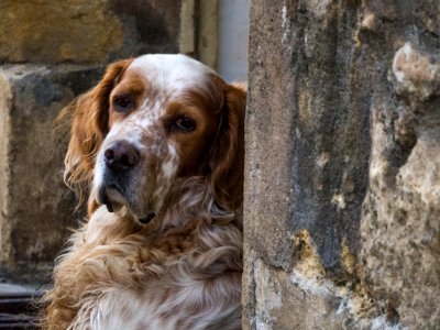 Cutest Dog In St Cyprien-dordogne-em10-70-300mm-20150721-P7210001
