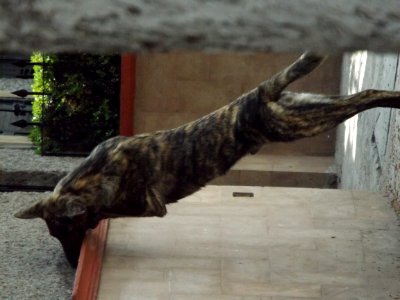 Dog Dog Breed Carnivore Felidae photo
