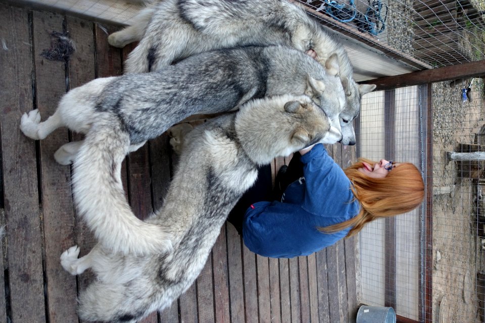Fur Clothing Grey Wood Working Animal