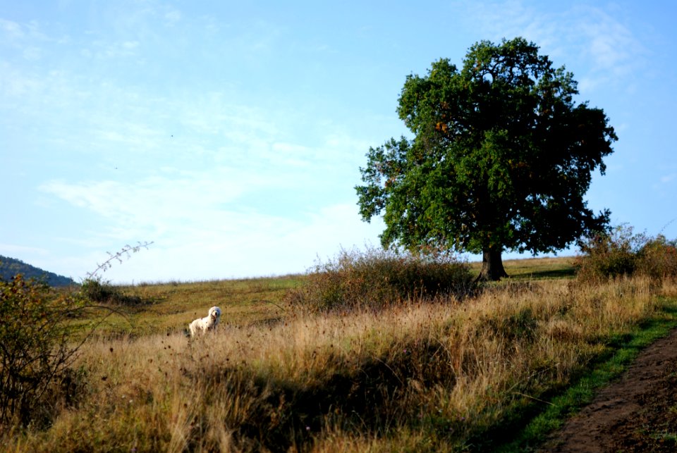 White Dog In A Field By A Tree
