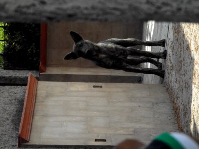 Dog Dog Breed Carnivore Grey photo
